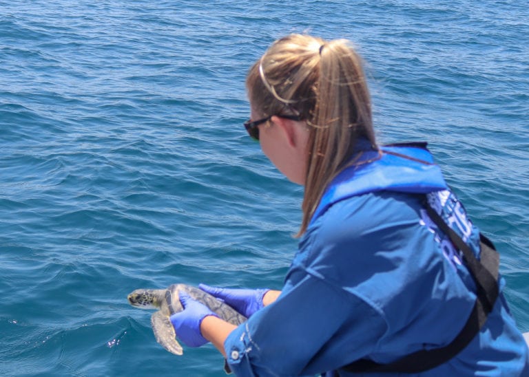 Nine rehabilitated sea turtles released back into Gulf of Mexico