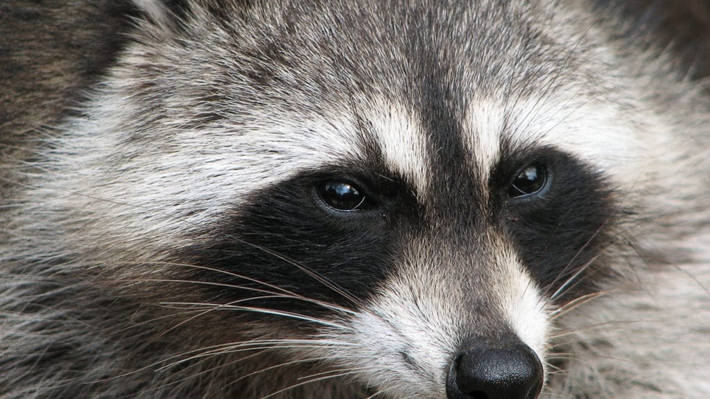City Council passes first reading to revise animal care laws - Vimarsana News