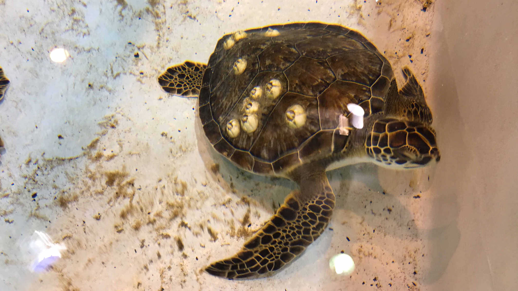 Hundreds of turtles saved during cold stunning event in Corpus Christi - Vimarsana News