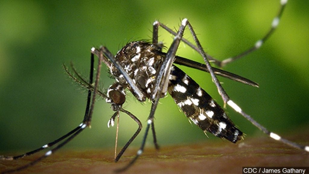 West Nile Virus detected again within city limits - Vimarsana News