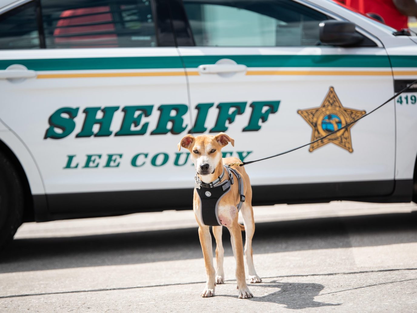 Dog discovered with mouth taped shut gets new ‘Chance’ as K9 deputy