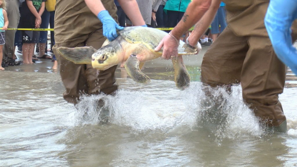 Multiple species of sea turtles were released back into the gulf after ...
