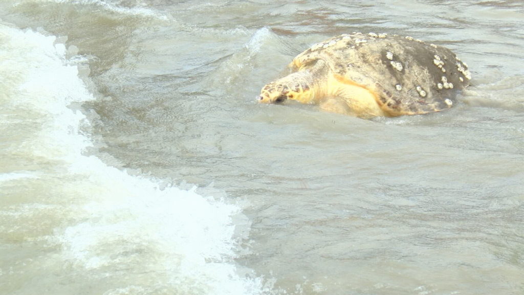 Multiple species of sea turtles were released back into the gulf after ...